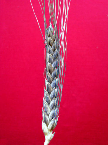 chiattulidda